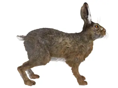  Jackrabbit Fur Rigged for Cinema 4D 