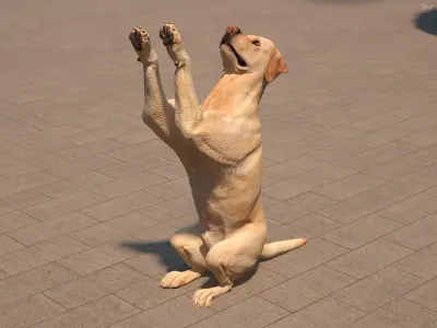  Begging White Labrador Dog Pose Animated Rigged for Cinema 4D 