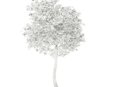 Olive Tree with Fruits 3D model