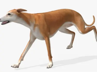  Greyhound Walking Animated Fur Rigged for Blender 