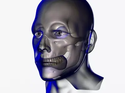 X-Ray Male Face Unrigged 3D model