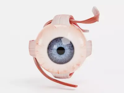 Eye with Extraocular Muscles - Realistic Human Anatomy 3D model