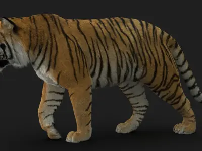  Tiger (4) (Animated) (Fur) 
