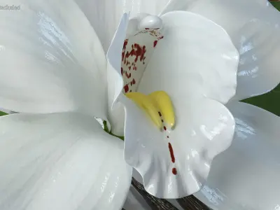  Hybrid Orchid Vanilla with Vanilla Sticks 