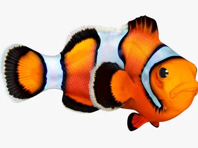  Coral Fish Rigged for Cinema 4D Collection 