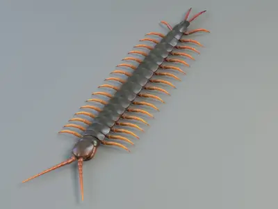  Scolopendra 