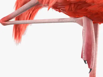  Pink Flamingo Bird in One Leg Pose 