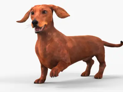  Purebred Dachshund Pet with Sleek Fur Rigged for Cinema 4D 