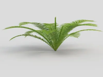 Fern Matteuccia struthiopteris  Low-poly 3D model