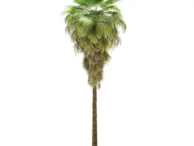 California Palm Tree 3D Model 12m 3D model