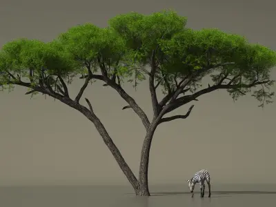  Acacia Shade and Zebra Foal Fur 