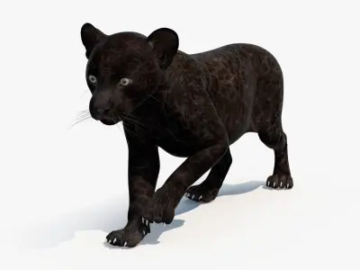  Panther Cub Rigged for Cinema 4D 