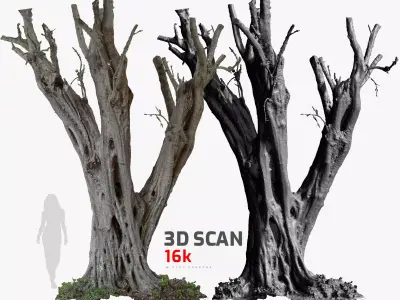 Olive Tree 10 RAW 3D Scan 1x16k Texture OBJ  3D model