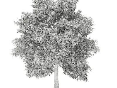 Avocado Tree with Fruits 3D model