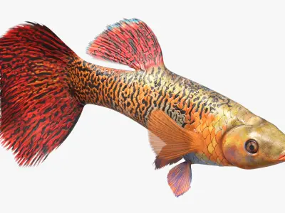  Rigged Freshwater Fish Collection 2 