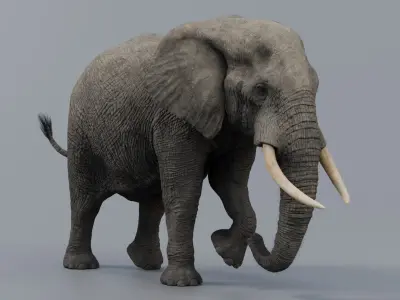  Elephant African Rigged 
