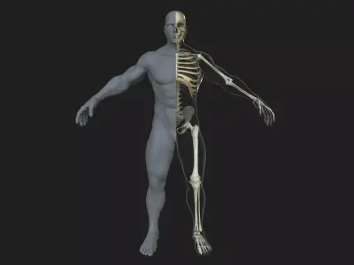 Male Skeleton with Skin 3D model