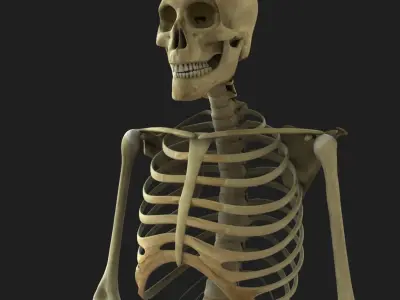 Full Body Skeleton Rigged 3D model