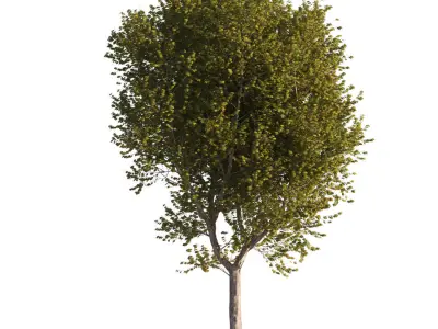 Platanus x hispanica XL size 5 different models 3D Model Pack