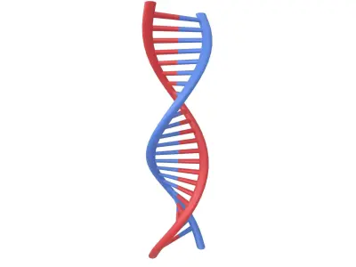 DNA Molecule v1 001 Low-poly 3D model