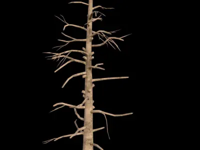 Dead Pine Tree - PBR - Textured Low-poly 3D model
