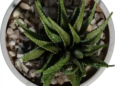 Game Ready Potted Succulent  Low-poly 3D model