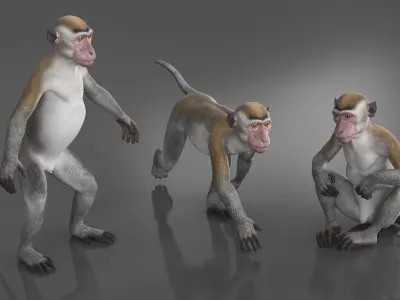  Rhesus Macaque Monkey Gray Rigged 