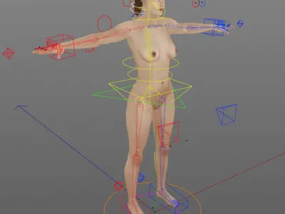 C4D Male and Female Anatomy V07 