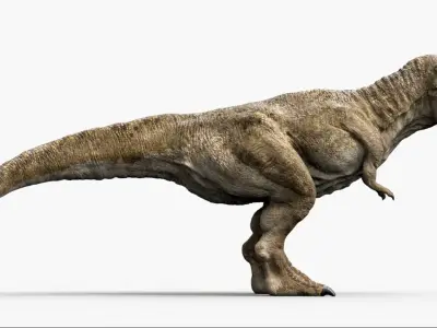  tyrannosaurusRex Anatomy 3D 