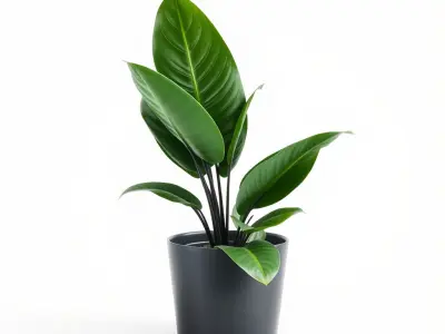 Potted Plant D Model Pack with Realistic Textures Low-poly 3D model