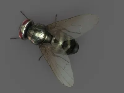  Housefly (2) (Animated) 