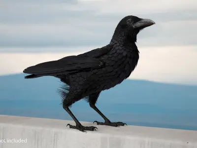  Raven Animated Takeoff Rigged 