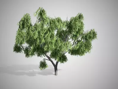 Honey Mesquite Tree Low-poly 3D model