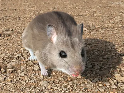  Small Gray Mouse Fur 