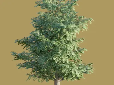 Empress-Tree Package Low-poly 3D model