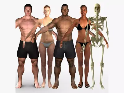 Full Human Body With Skeleton Collection Rigged 3D model