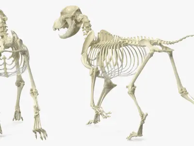  Animal Skeletons Collection 4 
