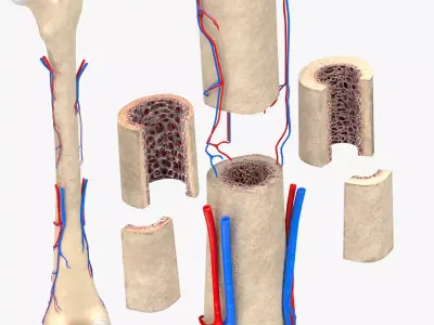 Bone with Healthy and osteoporotic section Anatomy Low-poly 3D model
