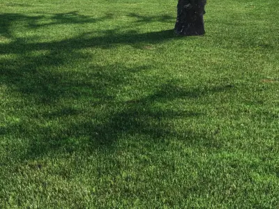 3 click grass for archviz 3D model