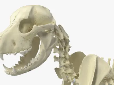  Animal Skeletons Collection 4 