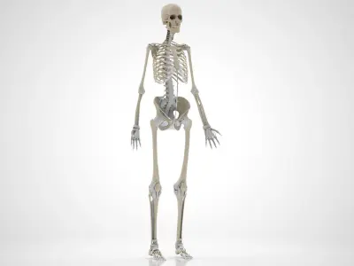 Human Skeleton with Ligaments 3D model