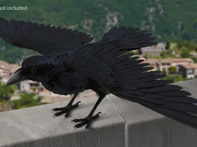  Common Raven Rigged for Cinema 4D 