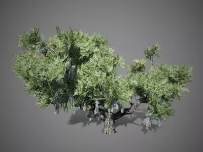 Live Oak Tree LODs Low-poly 3D model