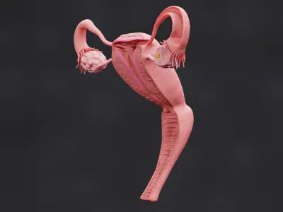  Female Reproductive System Section 