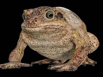  Cane Toad Posed 8K PBR 