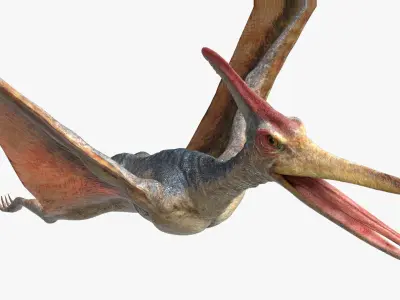  PteranodonRiggedAnimated 3D 