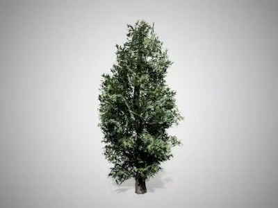 Eastern Red Cedar Tree Low-poly 3D model