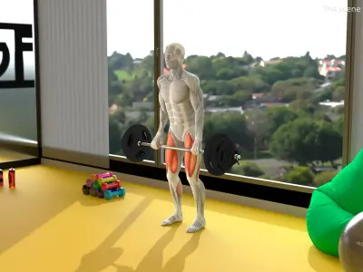  Anatomy Male Muscular System Deadlift 