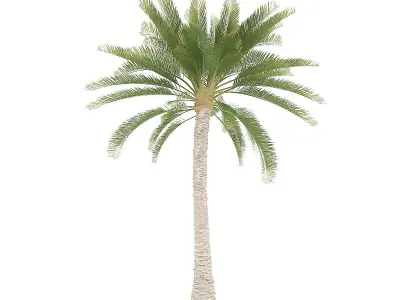 Palm Tree 3D model