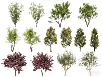 3D plant models 3D model